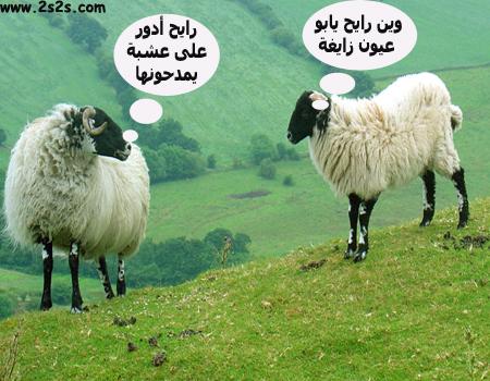 dialogue des animeaux