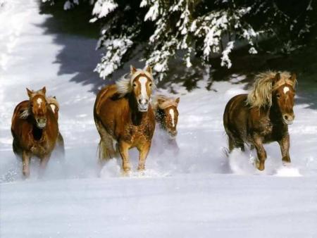 cheval.....