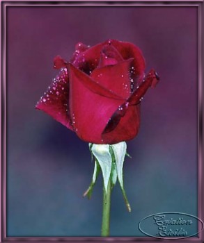 flor