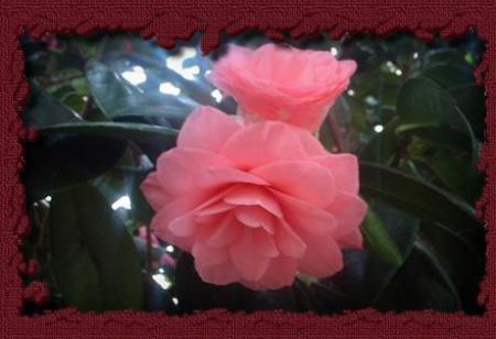 flora